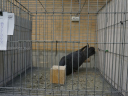 XIV Concurso Exposición de Palomas de Raza en Mula 2024